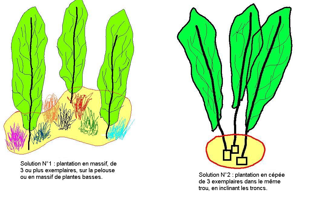 planter un bouleau