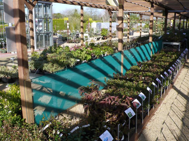 Plantes de terre de bruyère sous la pergola