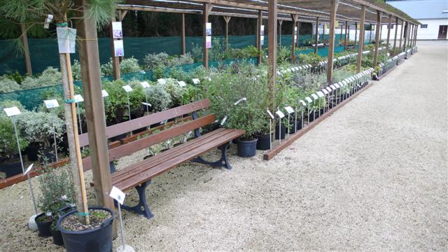 Les Arbustes de haies variées sous la pergola