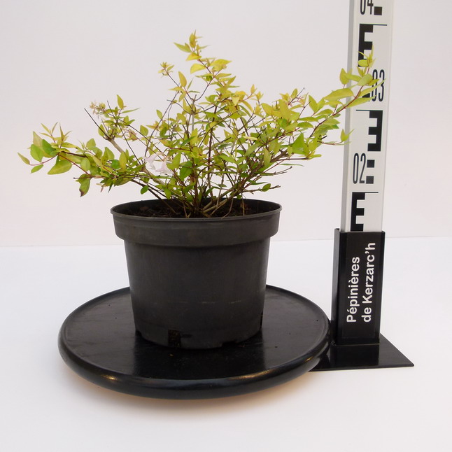 ABELIA x.grandiflora Gold Spot : Conteneur de 4 litres en 30 à 40 cm de hauteur.