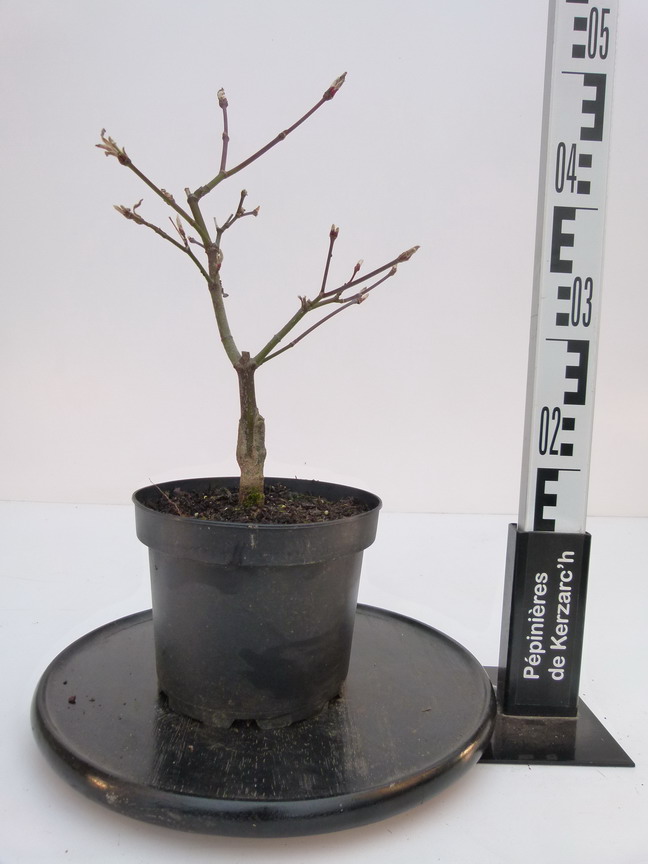 ACER japonicum Aconitifolium : Conteneur de 3 litres en 40 à 60 cm de hauteur.