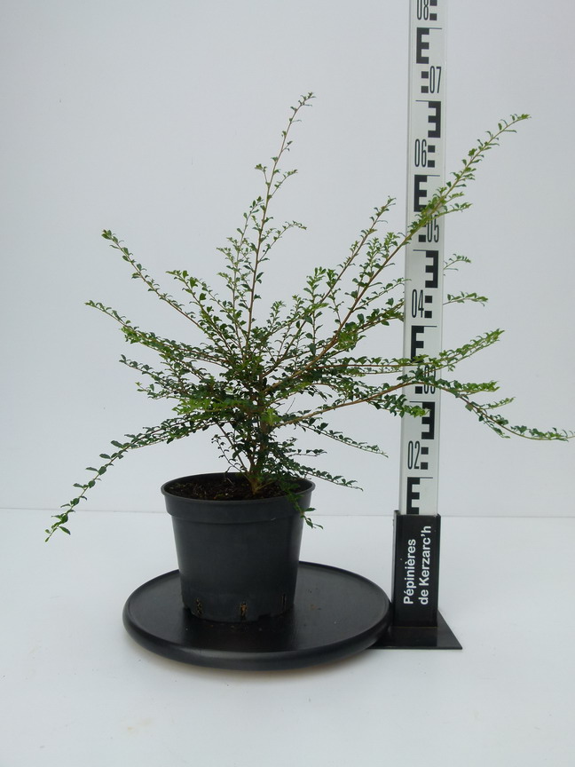 AZARA microphylla : Conteneur de 3,5 litres en 40 à 60 cm de hauteur.