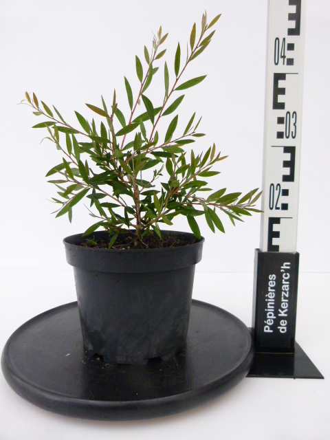 CALLISTEMON acuminatus : Conteneur de 3 litres en 30 à 40 cm de hauteur.