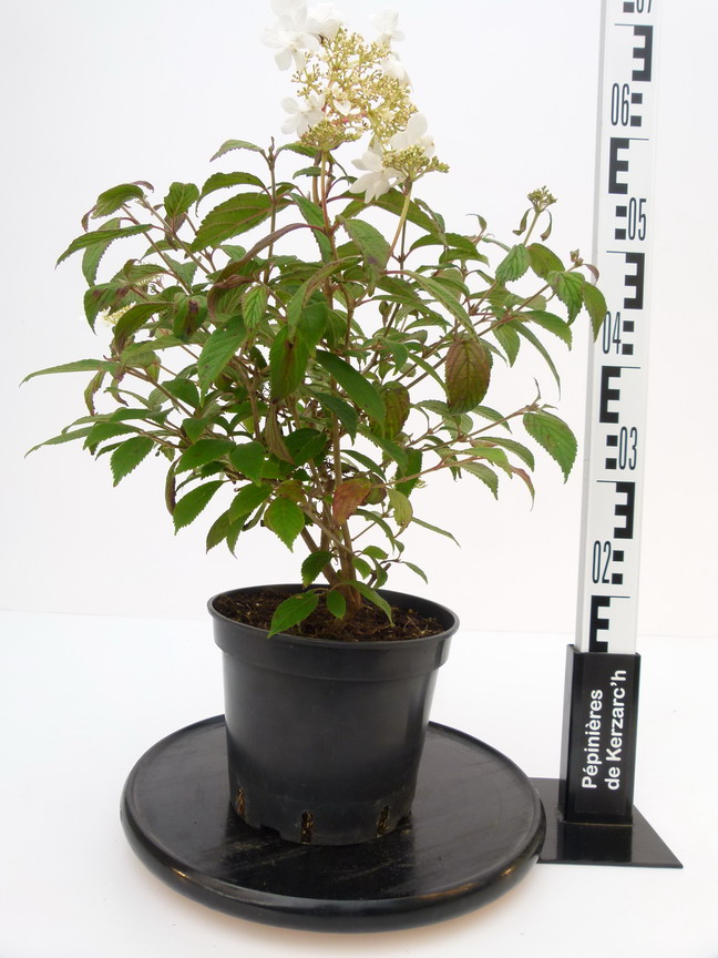VIBURNUM plicatum Summer Snowflake : Conteneur de 3,5 litres en 30 à 40 cm de hauteur.