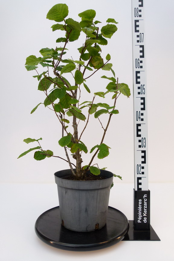 Corylus Avellana 'Contorta'- Noisetier Tortueux 'Contorta' 40-60