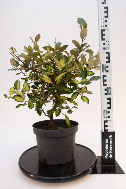 ELAEAGNUS pungens Maculata Aurea : Conteneur de 4 litres en 40 à 60 cm de hauteur.