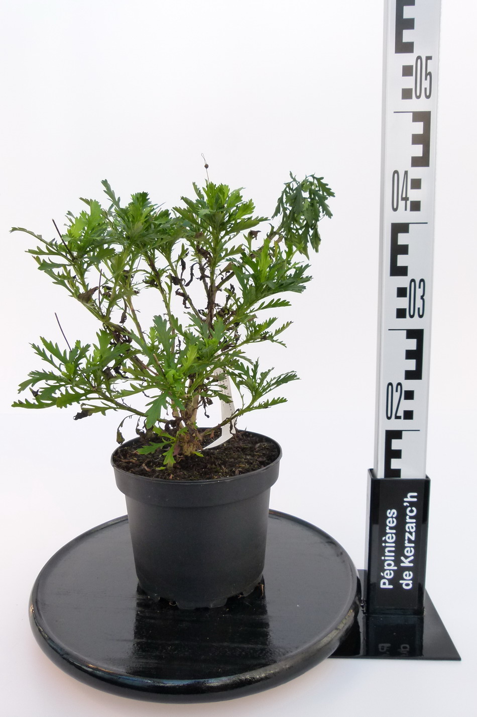 EURYOPS acraeus Euryops acraeus, marguerite des savanes Pépinière