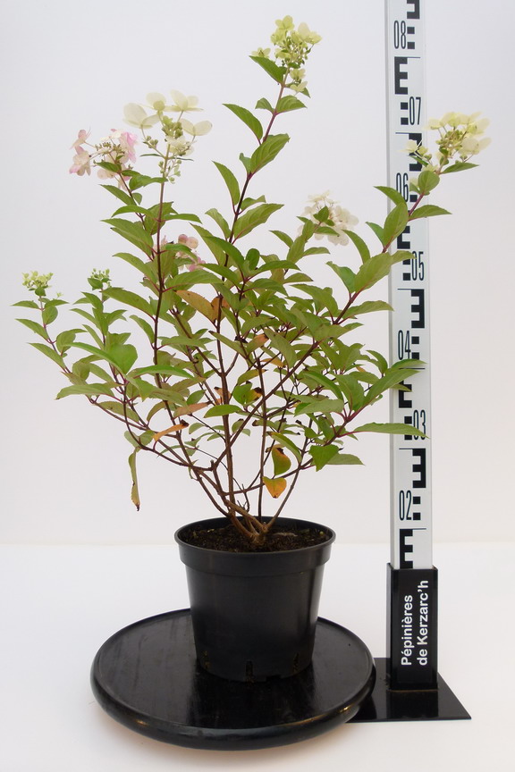 HYDRANGEA paniculata Unique : Conteneur de 3,5 litres en 30 à 40 cm de hauteur.