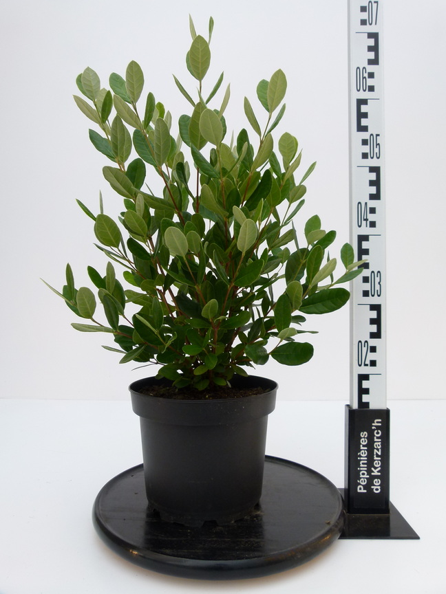 FEIJOA sellowiana de semis : Conteneur de 4 litres en 30 à 40 cm de hauteur.