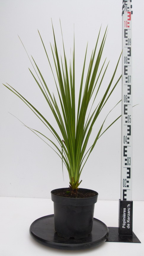 10 Graines à Semer - Le Grenier D'Abondance - PALMIER BOUTEILLE