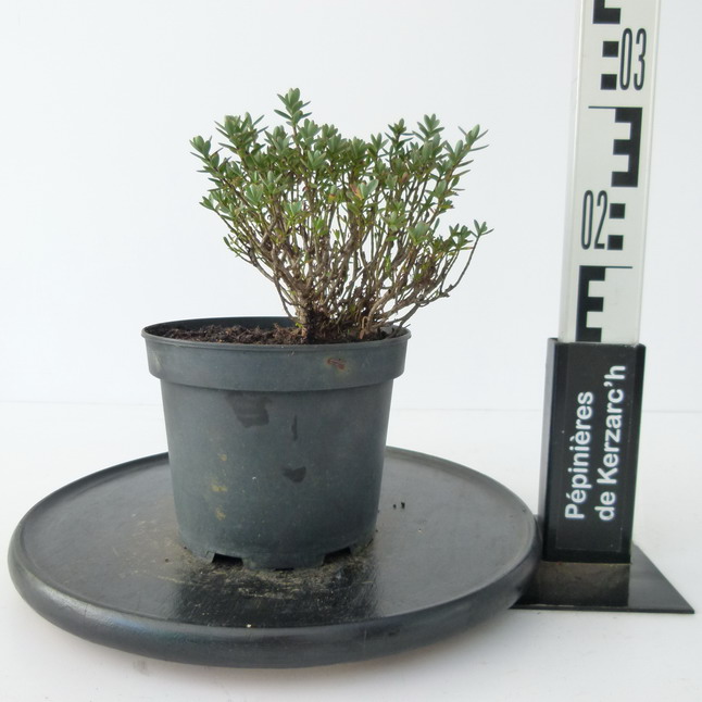 HEBE pinguifolia Pagei : Conteneur de 2 litres en 15 à 20 cm de hauteur.