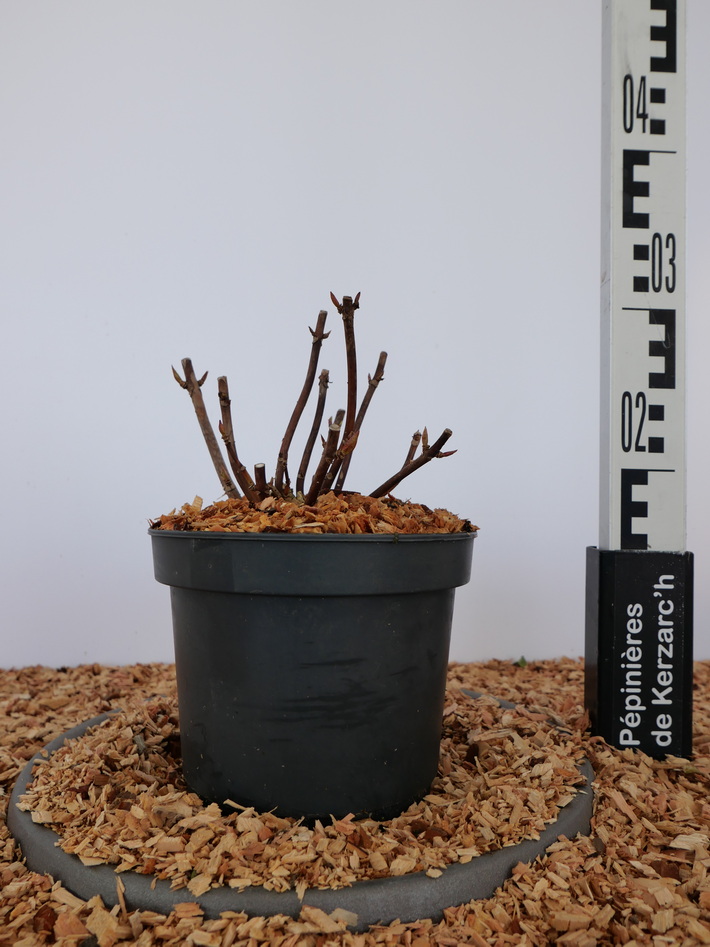 HYDRANGEA macrophylla Masja : Conteneur de 3 litres en 25 à 30 cm de hauteur.