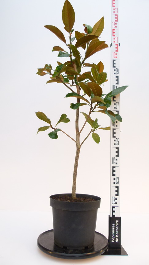 MAGNOLIA grandiflora Exmouth : Conteneur de 7,5 litres en 1 à 1,25 m de hauteur.