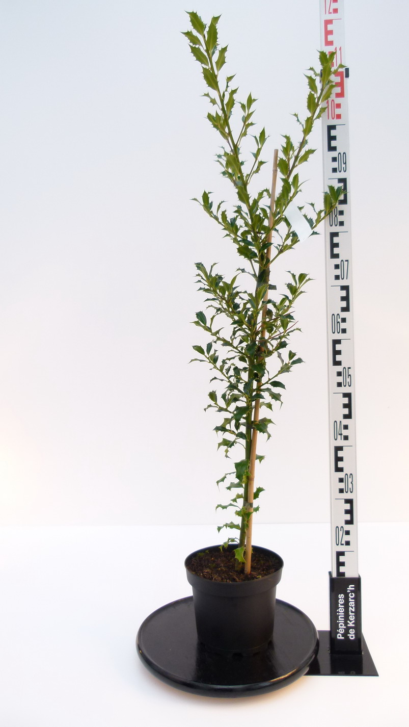 Asse Da Stiro Colombo Stella - 120x40 Cm, Regolabile, Con Copriasse In Cotone