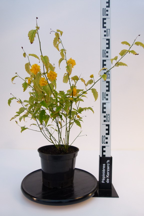 Kerria japonica - Corète du Japon Godet de 8/9 cm - Gamm vert