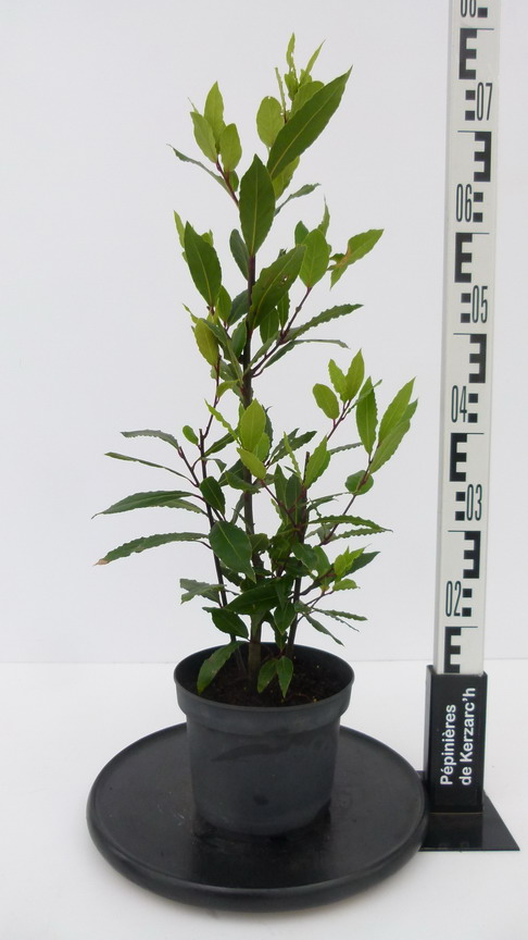LAURUS nobilis : Conteneur de 2,5 litres en 40 à 60 cm de hauteur.