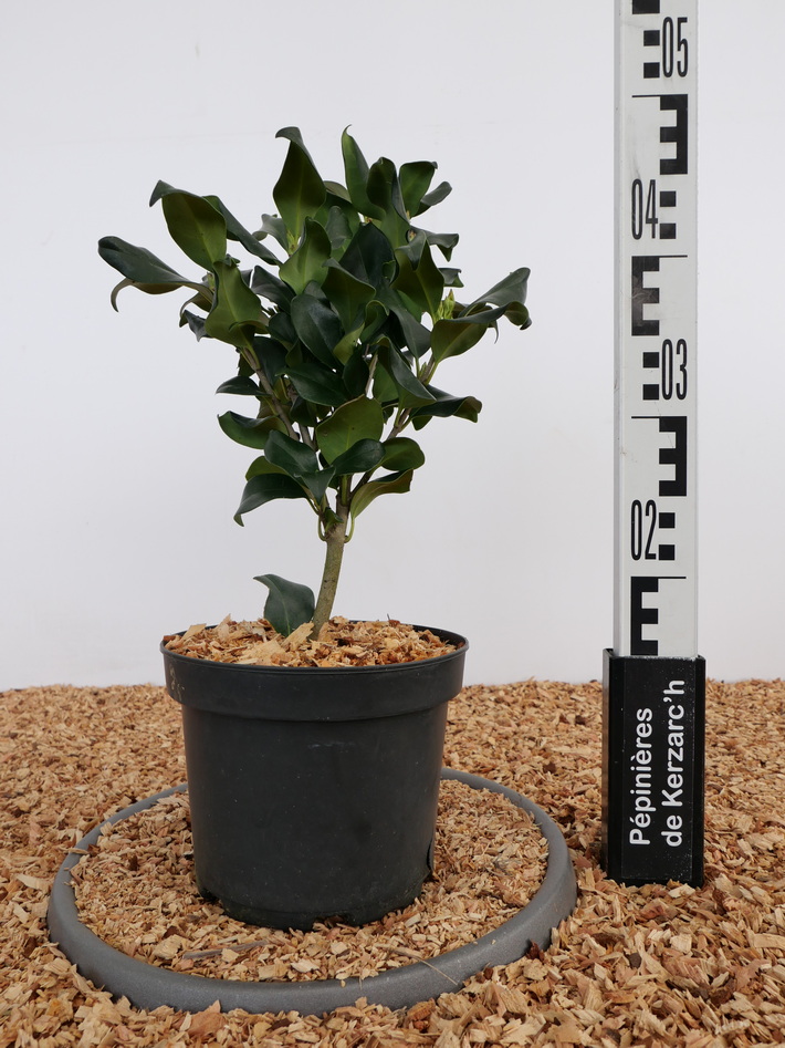 LIGUSTRUM japonicum Texanum : Conteneur de 3 litres en 30 à 40 cm de hauteur.
