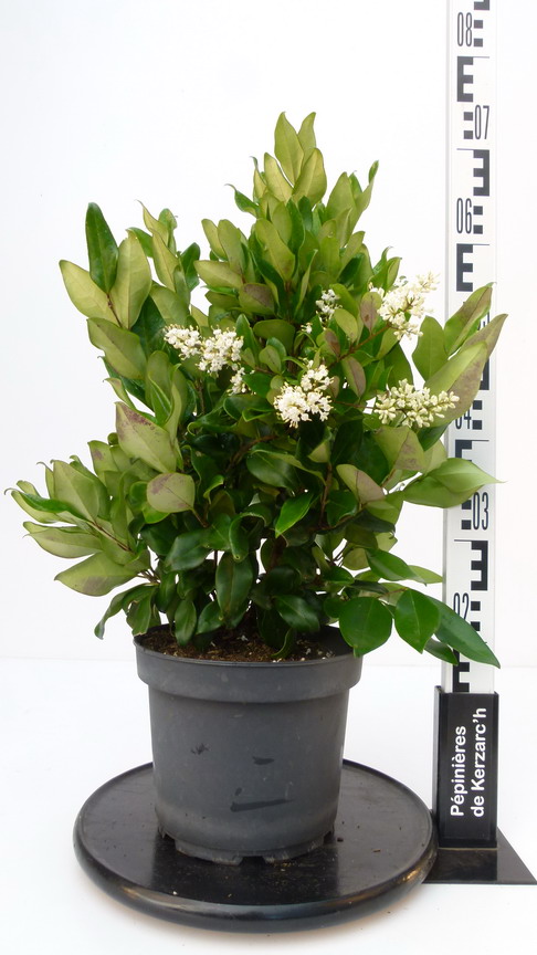 LIGUSTRUM japonicum Texanum : Conteneur de 5 litres en 40 à 60 cm de hauteur.