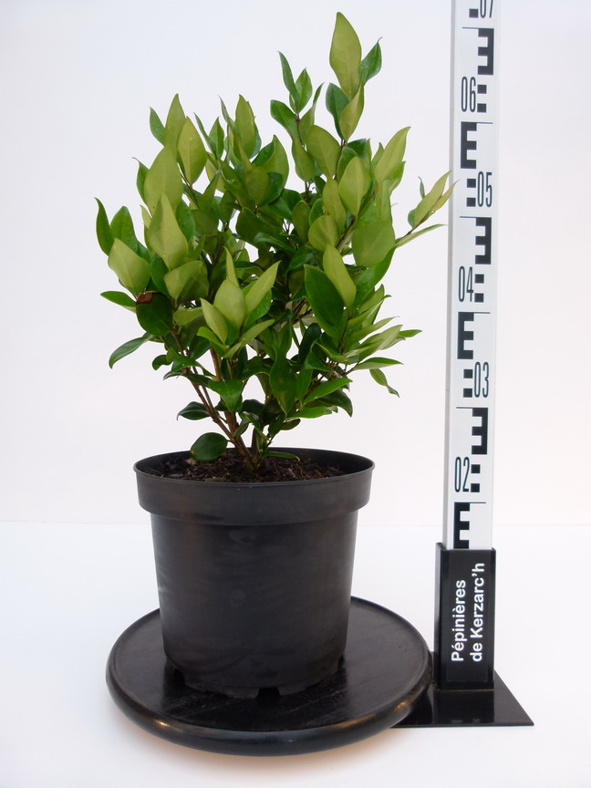 LIGUSTRUM japonicum Texanum : Conteneur de 7,5 litres en 40 à 60 cm de hauteur.
