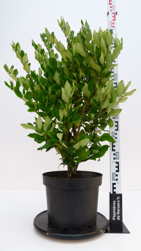 LIGUSTRUM japonicum Texanum : Conteneur de 10 litres en 60 à 80 cm de hauteur.