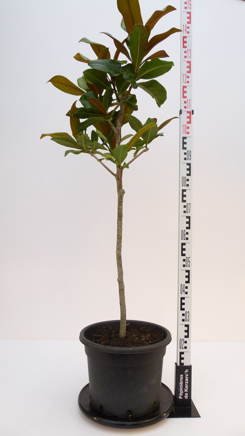 MAGNOLIA grandiflora Galissoniensis : Conteneur de 14 litres en 1 à 1,25 m de hauteur.
