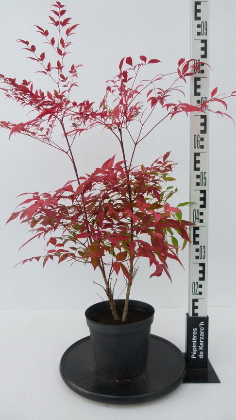 Nandina domestica Wood's Dwarf - Bambou sacré nain Pot de 2L/3L - Gamm vert