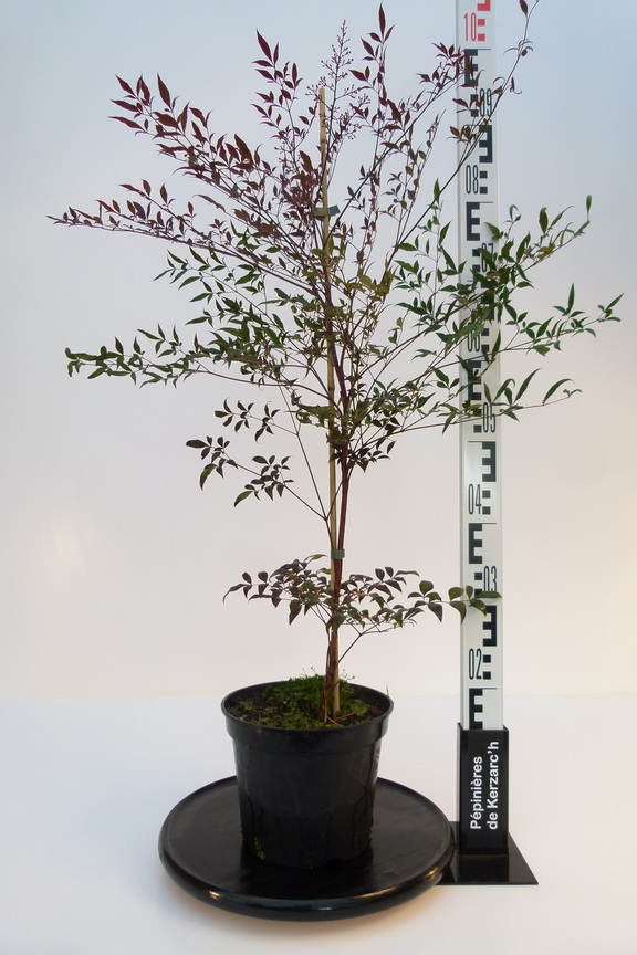 Nandina domestica, bambou sacré, une touche d'exotisme