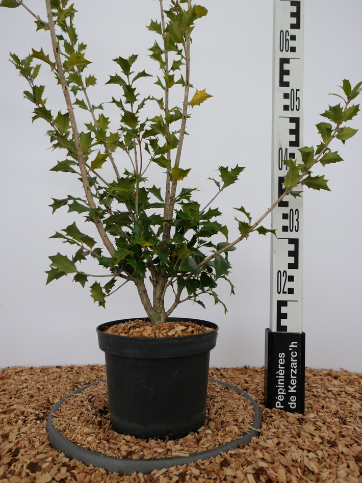 OSMANTHUS heterophyllus Purpureus : Conteneur de 3 litres en 30 à 40 cm de hauteur.