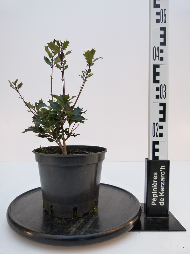 OSMANTHUS heterophyllus Purpureus : Conteneur de 3 litres en 40 à 60 cm de hauteur.