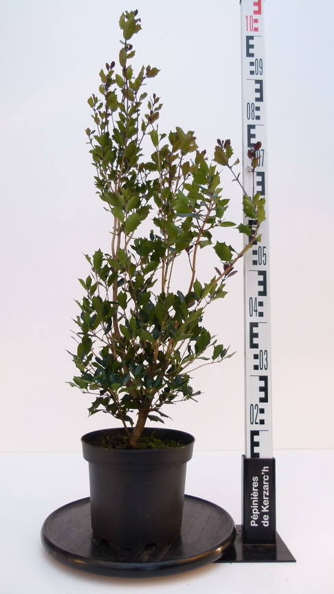 OSMANTHUS heterophyllus Purpureus : Conteneur de 4 litres en 40 à 60 cm de hauteur.