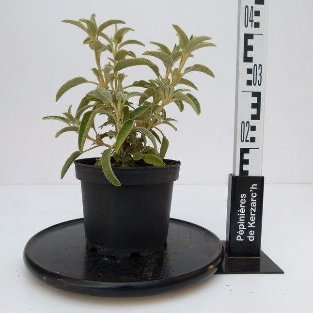 PHLOMIS fruticosa : Conteneur de 3 litres en 25 à 30 cm de hauteur.