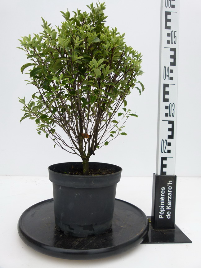 PITTOSPORUM tenuifolium : Conteneur de 3 litres en 40 à 60 cm de hauteur.