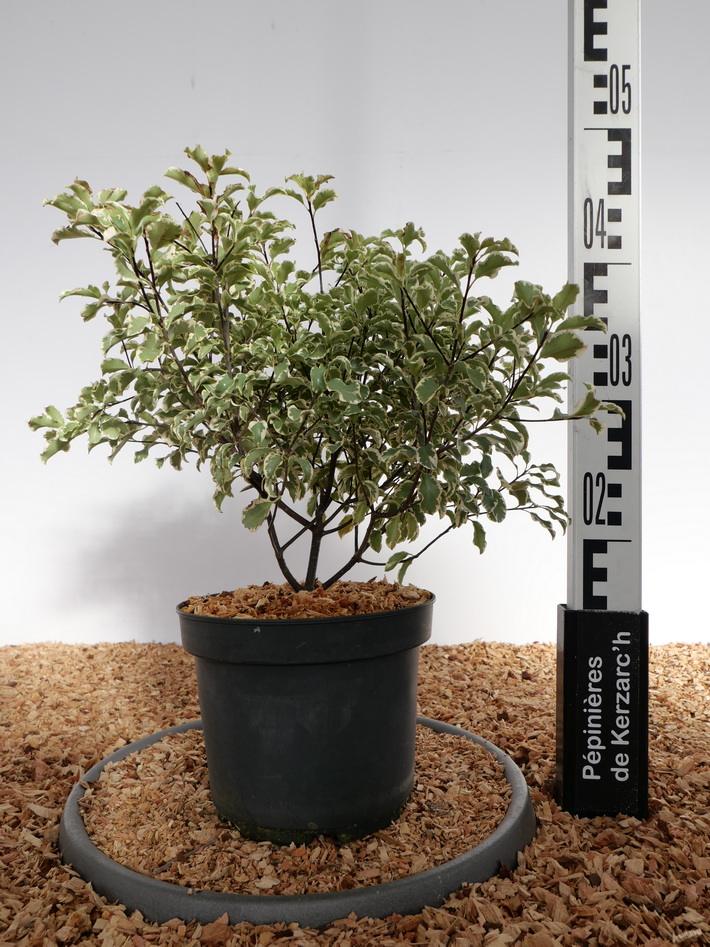 PITTOSPORUM tenuifolium Argyrophyllum : Conteneur de 2,5 litres en 25 à 30 cm de hauteur.