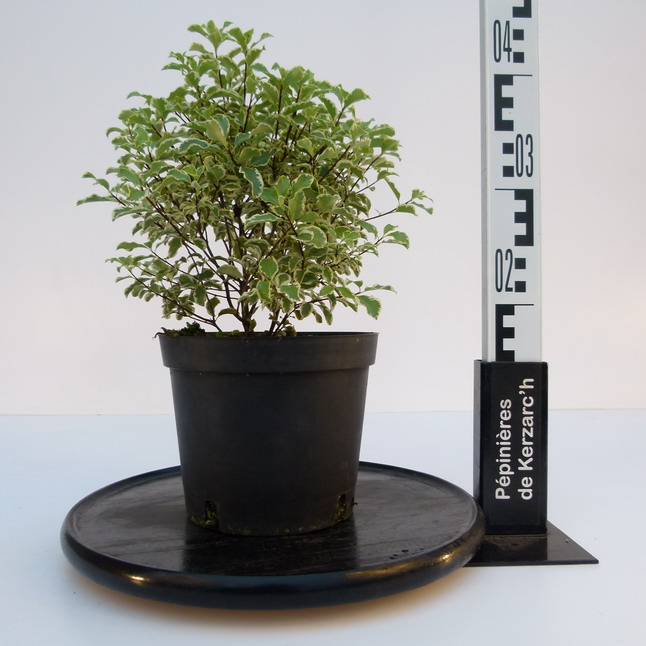 PITTOSPORUM tenuifolium Argyrophyllum : Conteneur de 3 litres en 30 à 40 cm de hauteur.