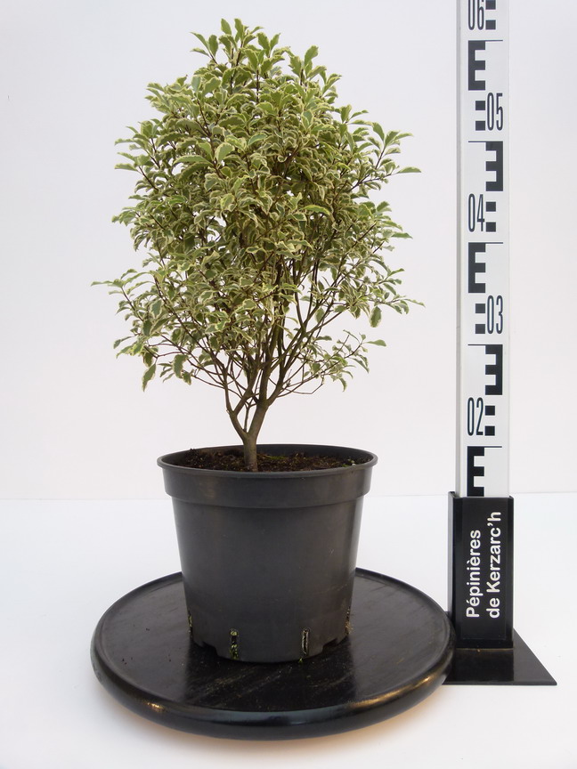 PITTOSPORUM tenuifolium Argyrophyllum : Conteneur de 4 litres en 40 à 60 cm de hauteur.