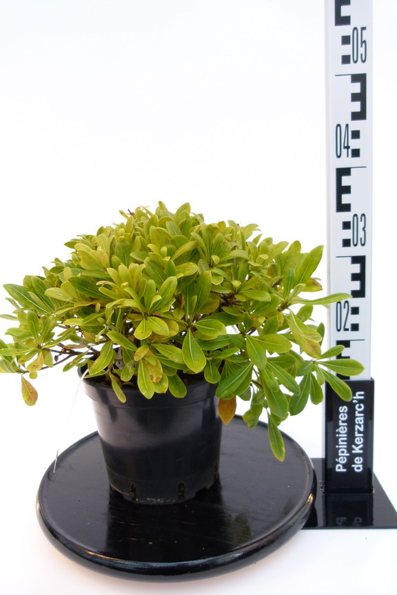 PITTOSPORUM tobira Nana Pittosporum tobira Nana, faux oranger