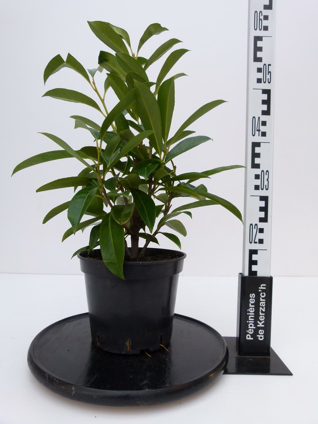 PRUNUS laurocerasus Caucasica : Conteneur de 3,5 litres en 40 à 60 cm de hauteur.