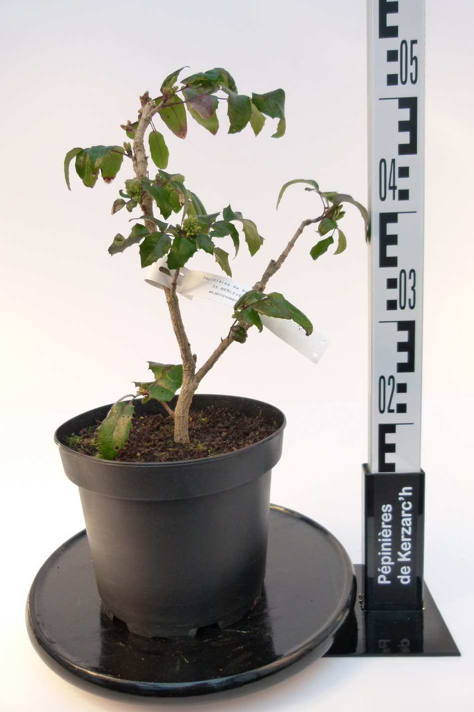 MAHONIA aquifolium Smaragd : Conteneur de 5 litres en 40 à 50 cm de hauteur.
