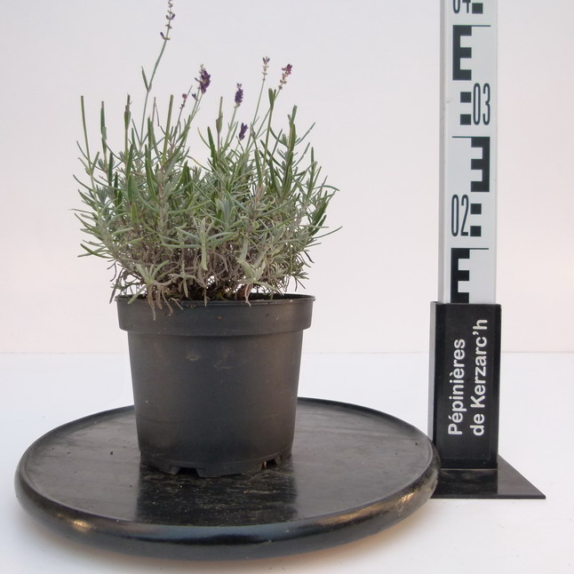 LAVANDULA angustifolia Anna ® : Conteneur de 2 litres en 20 à 25 cm de hauteur.