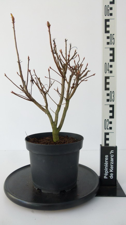Azalée caduque knaphill 'Nabucco' Pot de 4L/5L