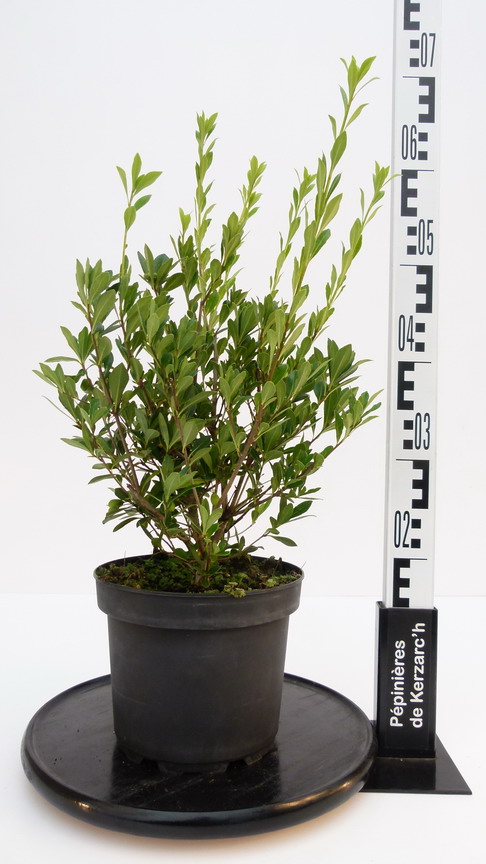 PITTOSPORUM heterophyllum : Conteneur de 4 litres en 40 à 60 cm de hauteur.