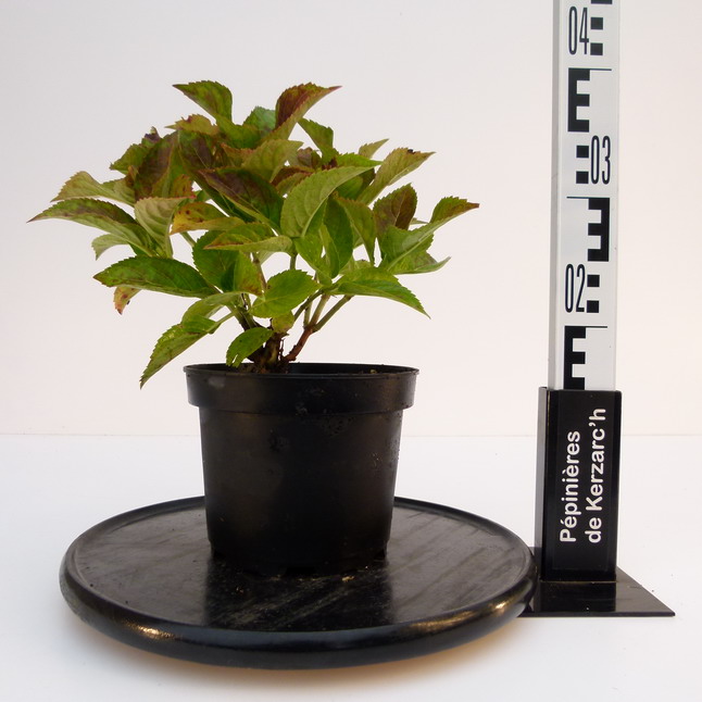 HYDRANGEA macrophylla Teller Faisan : Conteneur de 2,5 litres en 25 à 30 cm de hauteur.