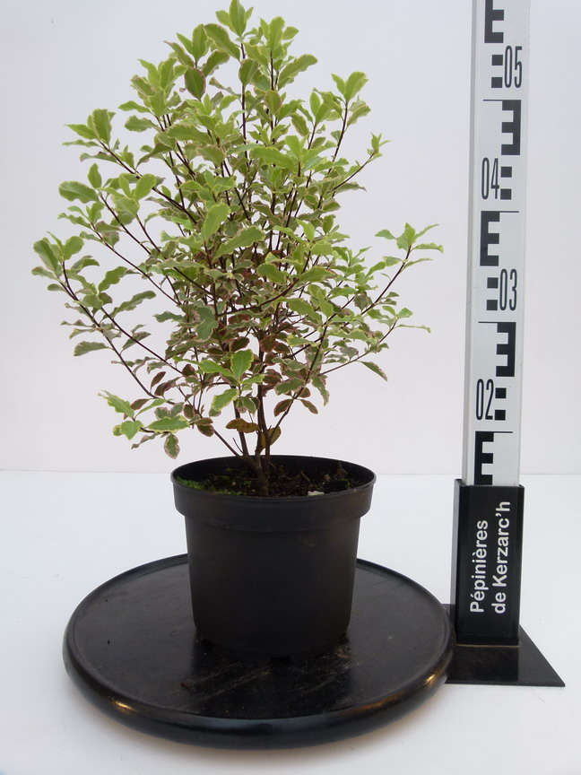 PITTOSPORUM tenuifolium Elisabeth : Conteneur de 2,5 litres en 25 à 30 cm de hauteur.