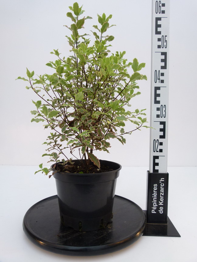 PITTOSPORUM tenuifolium Elisabeth : Conteneur de 3 litres en 25 à 30 cm de hauteur.