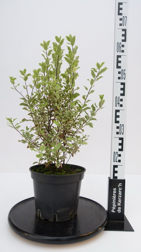 PITTOSPORUM tenuifolium Elisabeth : Conteneur de 3,5 litres en 30 à 40 cm de hauteur.