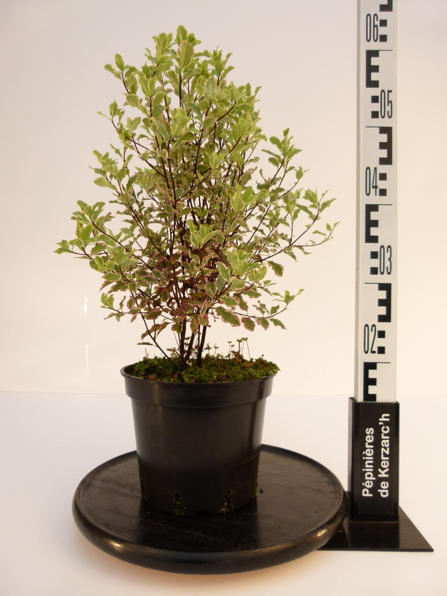 PITTOSPORUM tenuifolium Elisabeth : Conteneur de 3,5 litres en 40 à 60 cm de hauteur.