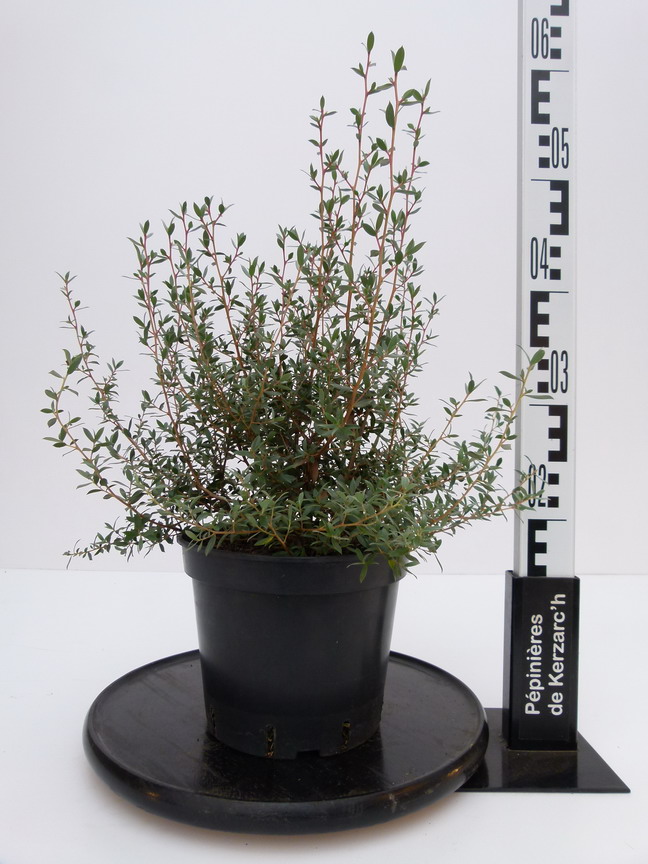 LEPTOSPERMUM lanigerum Silver Sheen : Conteneur de 3,5 litres en 30 à 40 cm de hauteur.