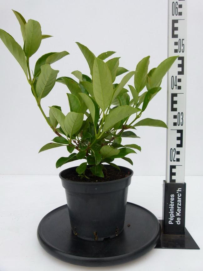 VIBURNUM odoratissimum : Conteneur de 3,5 litres en 30 à 40 cm de hauteur.