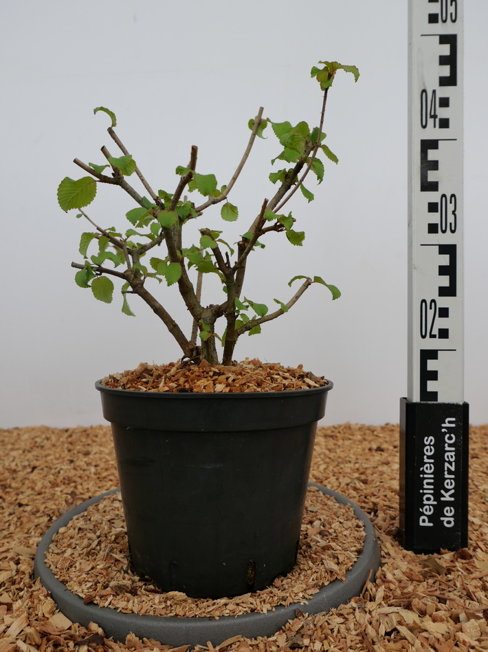 VIBURNUM plicatum Lanarth : Conteneur de 3,5 litres en 30 à 40 cm de hauteur.