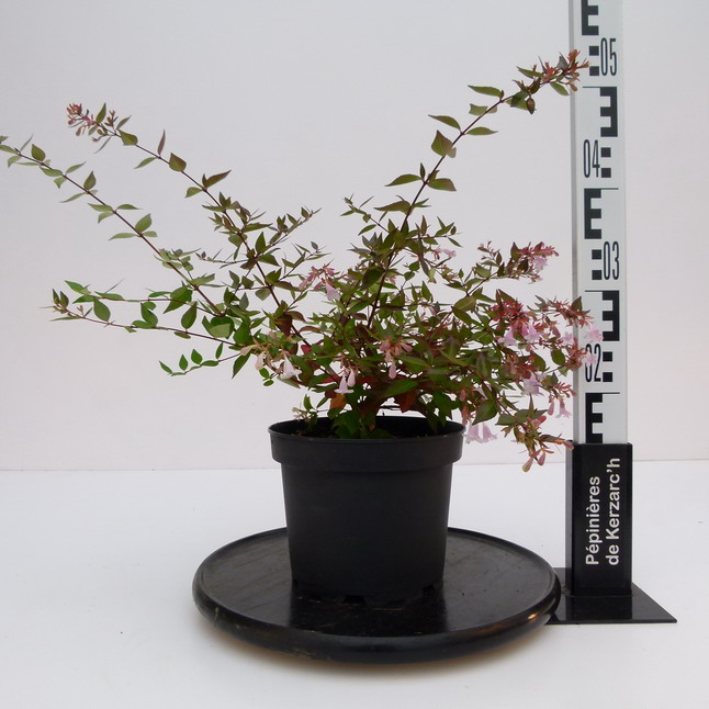 ABELIA x.grandiflora Semperflorens : Conteneur de 3 litres en 30 à 40 cm de hauteur.